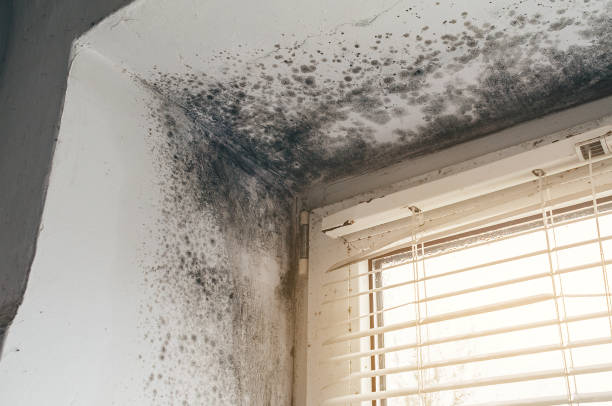 Affordable Commercial Mold Remediation solutions in Port Trevorton, PA